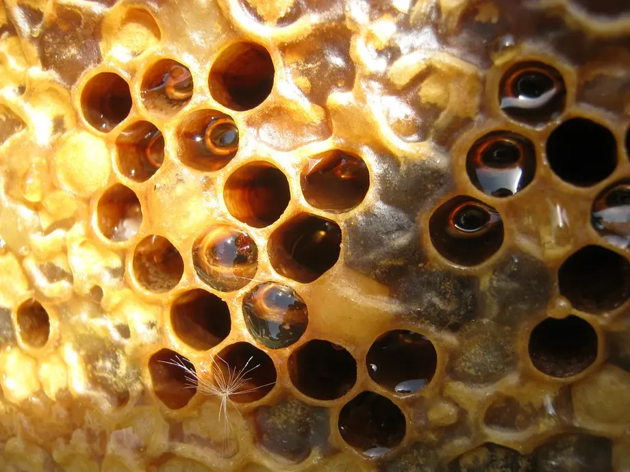 Bees use waxes to build their honeycombs.