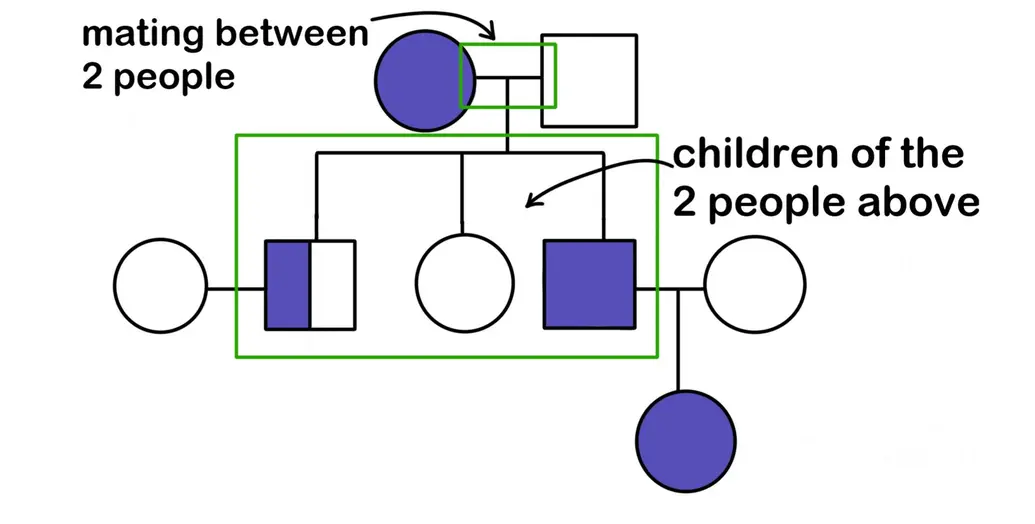 A pedigree showing that a horizontal line connecting two people signifies mating. The line coming down from these two people shows the couple's children.