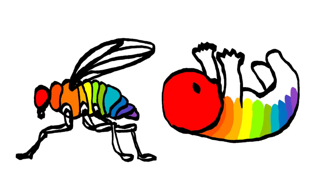 The image shows an insect and a mammal fetus. Both have matching regions from head to tail that follow the colors of the rainbow.