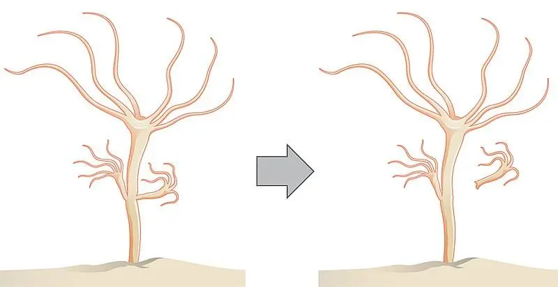 The odd, wispy-looking hydra can reproduce through budding. It grows a bud that eventually falls off to become a new hydra.