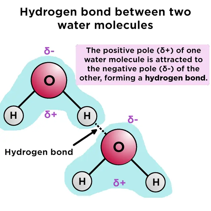 Hydrogen bonds form between the opposite poles of water molecules.