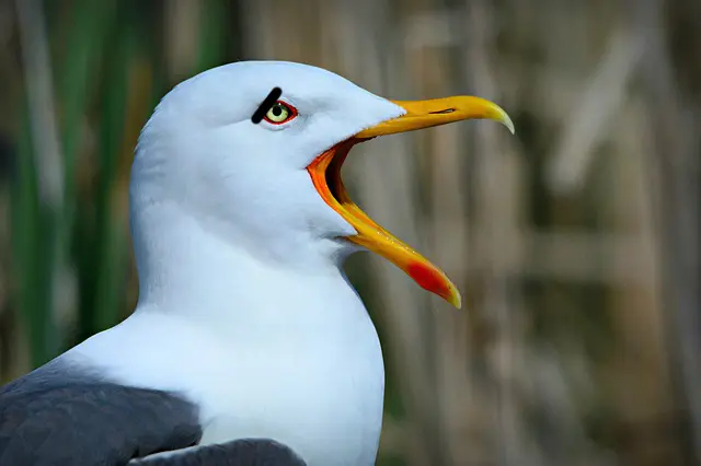 Worried seagull.