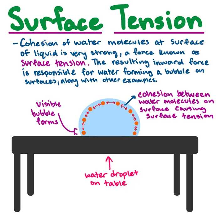 Surface Tension
Cohesion of water molecules at surface of liquid is very strong, a force known as surface tension. The resulting inward force is responsible for water forming a bubble on surfaces, along with other examples.
Table drawn with a water droplet on the table. Bubble drawn with water molecules connected by arrows. Arrows indicated as cohesion between water molecules on surface causing surface tension.
Area where water forms bubble against table labeled "visible bubble forms"