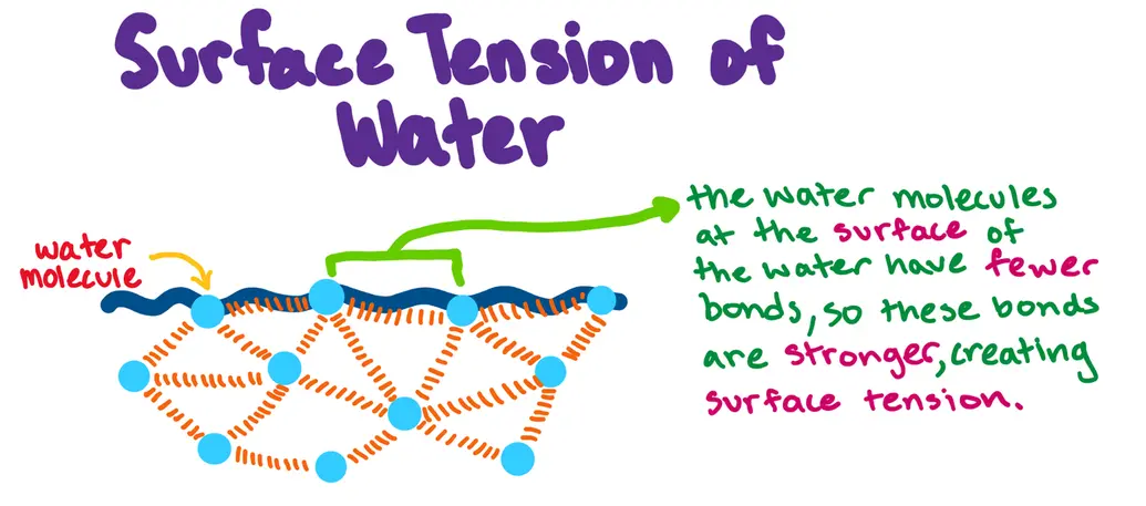Surface tension of water

[image of water molecules in ocean, with orange lines indicating bonds between water molecules.]

Text: the water molecules at the surface of the water have fewer bonds, so these bonds are stronger, creating surface tension. 
