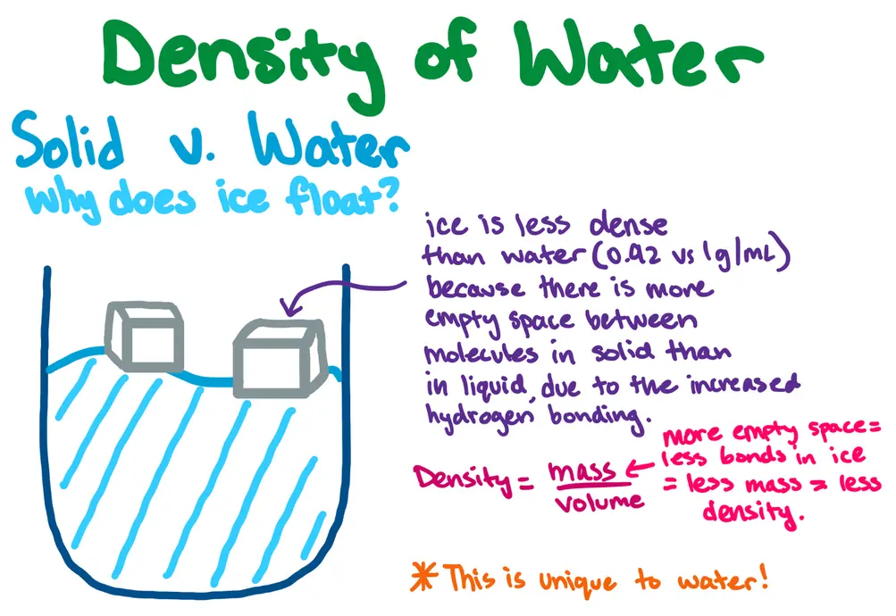 Density of Water
Solid v. Water
why does ice float?

[Image of water with ice floating on top]
Description: ice is less dense than water (0.92 vs 1 g/ml) because there is more empty space between molecules in solid than in liquid due to the increased hydrogen bonding.

Density = mass/volume. 
More empty space = less bonds in ice = less mass = less density.

***This is unique to water!