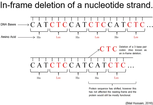 In-frame deletion of a nucleotide strand. The protein sequence is shifted, but it has not affected the reading frame. The protein will still be mostly functional.