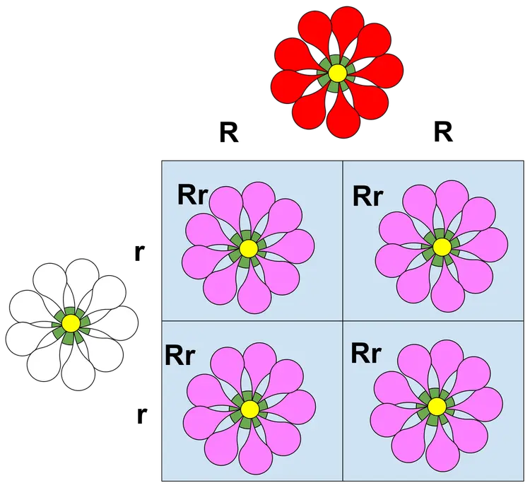 A Punnett square showing a cross between a white and red flower. The offspring are all pink flowers.