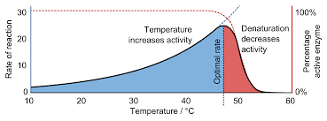 Increasing temperature increases enzyme activity up to the optimum temperature. Then the enzyme begins to denature.