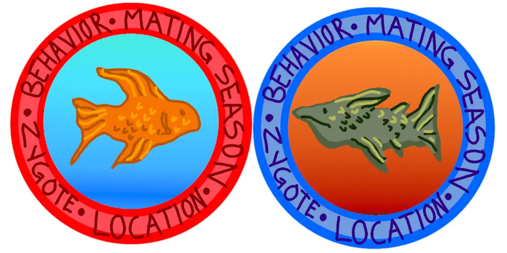 The image shows two fish. One is orange while the other is green. Around each fish is a thick circle barrier that reads: Behavior, mating season, location, zygote.
