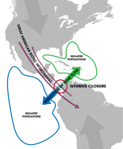 Two populations of shrimp are geographically isolated. They become separate species.