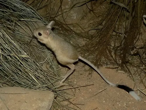 A picture of a jerboa