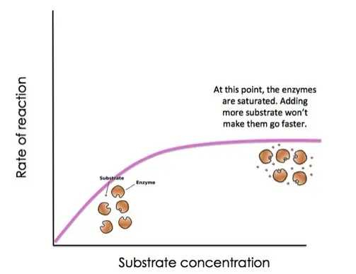 Eventually, no matter how much substrate you add, the rate of reaction will max out.