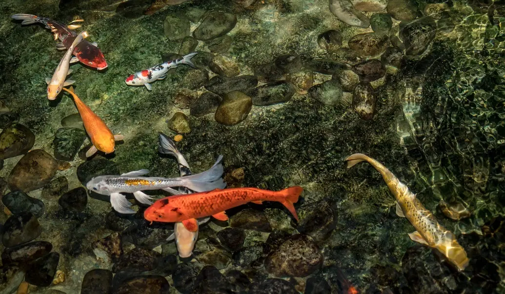 The image shows seven koi fish in a pond. All the fish are different colors. The water is shallow and there are many rocks in the pond.