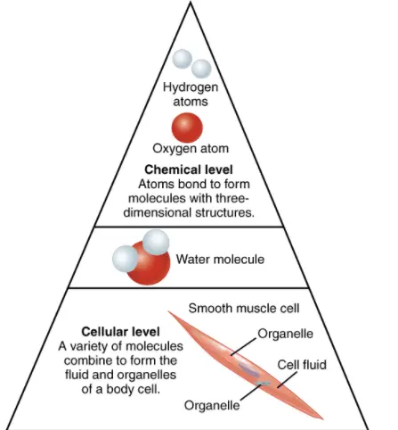 The chemical level is the smallest level of organization. Hydrogen and oxygen atoms form bonds to form a water molecule. On the cellular level, a variety of molecules combine to form the fluid and organelles of a muscle cell.