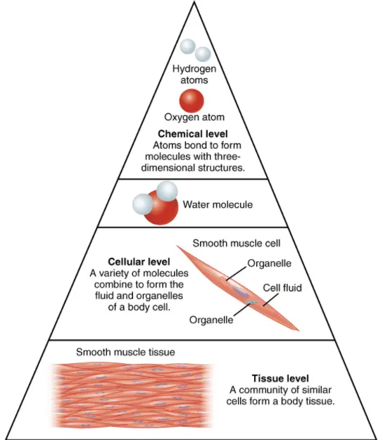 The chemical level is the smallest level of organization. Hydrogen and oxygen atoms form bonds to form a water molecule. On the cellular level, a variety of molecules combine to form the fluid and organelles of a body cell. These cells come together to form tissues, a community of similar cells.