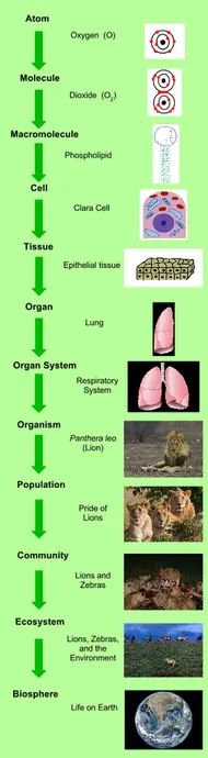 The levels of organization are, from smallest to largest, an atom, molecules, macromolecules, cells, tissues, organs, organ systems, organisms, populations, communities, ecosystems, and the biosphere.