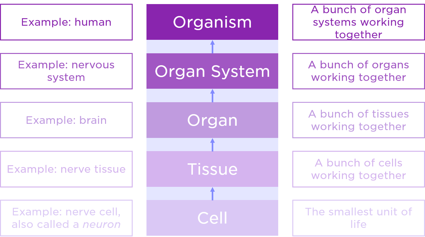 Cells are the most basic unit of life.