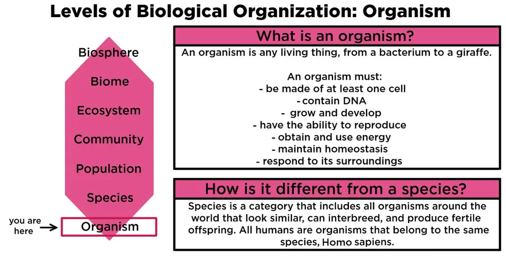 Levels of Biological Organization: Organism. An organism is any living thing, from a bacterium to a giraffe. An organism must be made of at least one cell, contain DNA, grow and develop, have the ability to reproduce, obtain and use energy, maintain homeostasis, and respond to its surroundings. An organism is different from a species because a species is a category that includes all organisms around the world that look similar, can interbreed, and  produce fertile offspring. All humans are organisms that belong to the same species, Homo sapiens.
