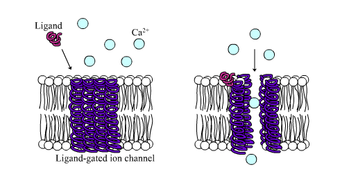 A ligand-gated ion channel opens and calcium ions pass through the membrane.