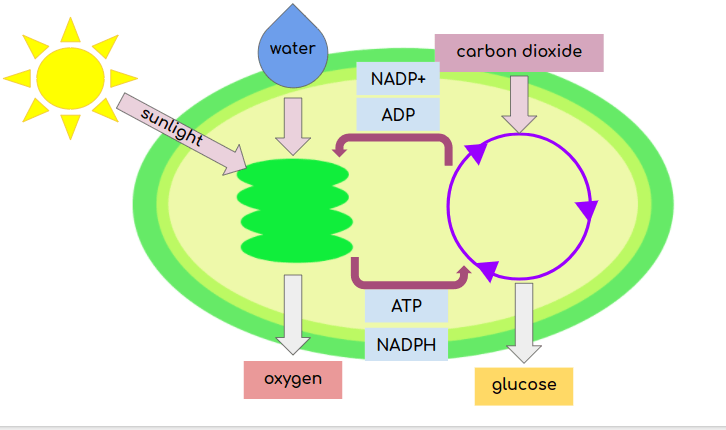 Light-dependent and light-independent reactions