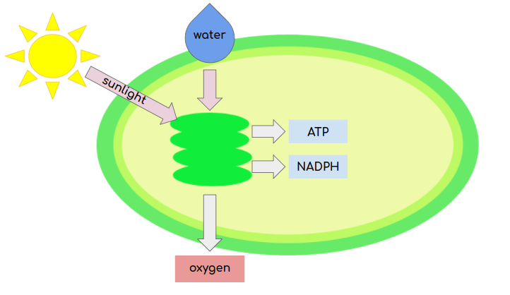 Light reactions of photosynthesis