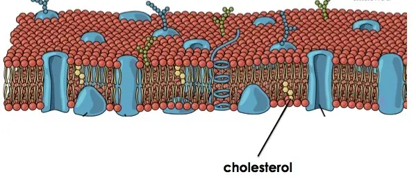 Cholesterol is present throughout the cell membrane.