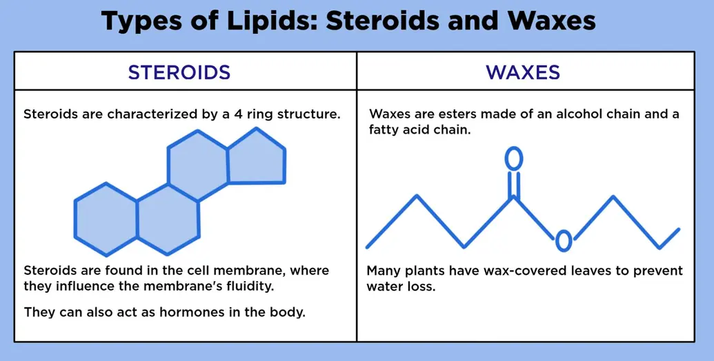 Types of Lipids: Steroids and Waxes. Steroids are characterized by a 4 ring structure. Steroids are found in the cell membrane, where they influence the membrane's fluidity. They can also act as hormones in the body. Waxes are esters made of an alcohol chain and a fatty acid chain. Many plants have wax-covered leaves to prevent water loss.