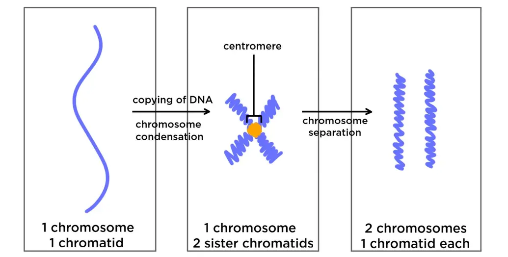 This diagram shows the difference between a chromosome and a chromatid. The first panel shows a single, squiggly chromosome. It is also called one chromatid. As we move onto the second panel, DNA is copied and the chromosomes condense. The second panel shows one chromosome. It is made of two sister chromatids. They are connected in the middle by a centromere. As we move onto the third panel, the chromosomes separate. The third panel shows two coiled chromosomes. Each one is also called a chromatid.