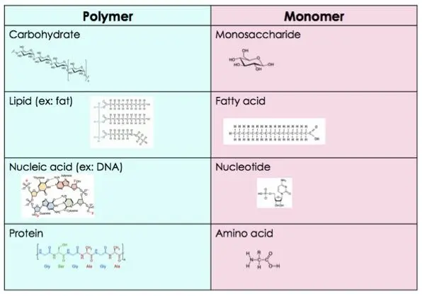 Polymers and their monomers