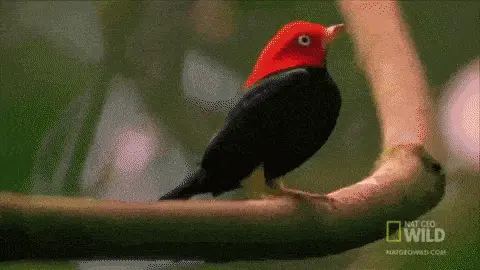 Red-capped manakin doing the moonwalk