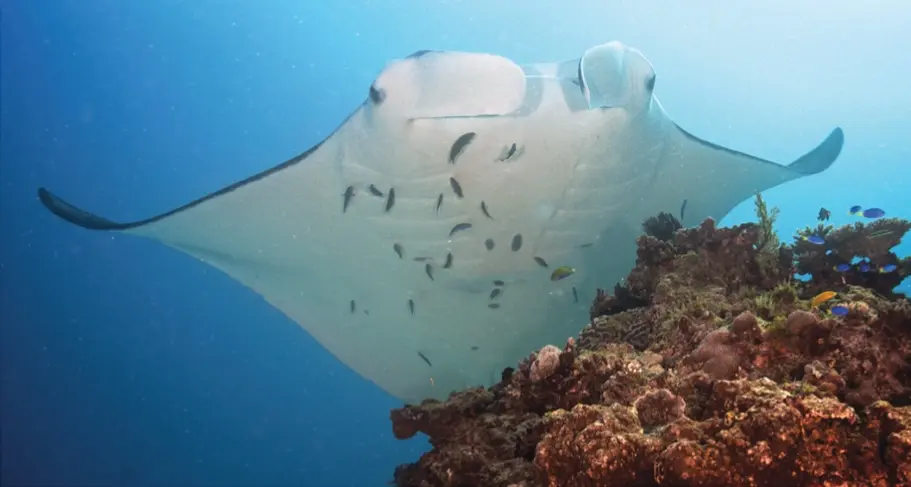 Manta alfredi