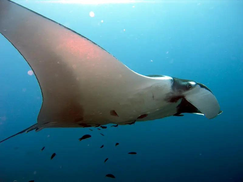 Manta birostris