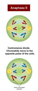 In anaphase II, centromeres divide. Chromatids move to the opposite poles of the cells.