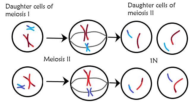 A diagram of meiosis II