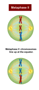 In metaphase II, chromosomes line up at the equator.
