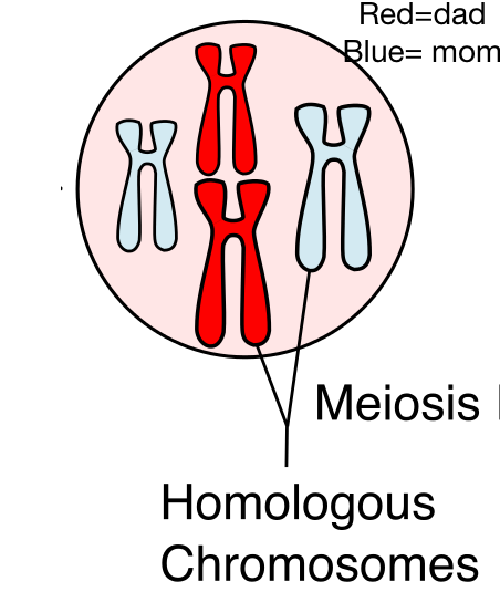 Homologous chromosomes swap genetic information during meiosis.