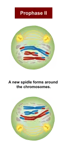 In prophase II, a new spindle forms around the chromosomes.