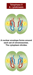 During telophase II, a nuclear envelope forms around each set of chromosomes. The cytoplasm divides during cytokinesis.
