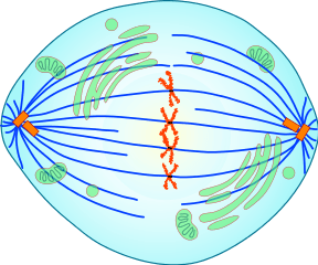 This is a cell in metaphase.