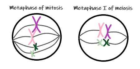 Difference between metaphase of mitosis and metaphase I of meiosis.