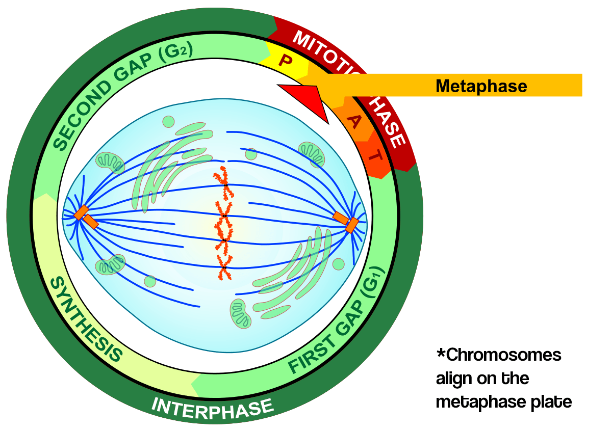 A diagram of metaphase and the cell cycle. Image text reads: "Chromosomes align on the metaphase plate".