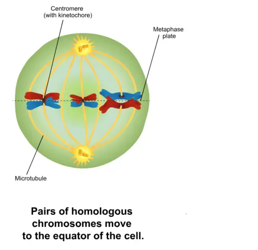 During metaphase I, chromosomes line up on the metaphase plate. Microtubules attach to one homologous chromosome each.