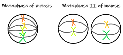 Difference between metaphase of mitosis and metaphase II of meiosis.