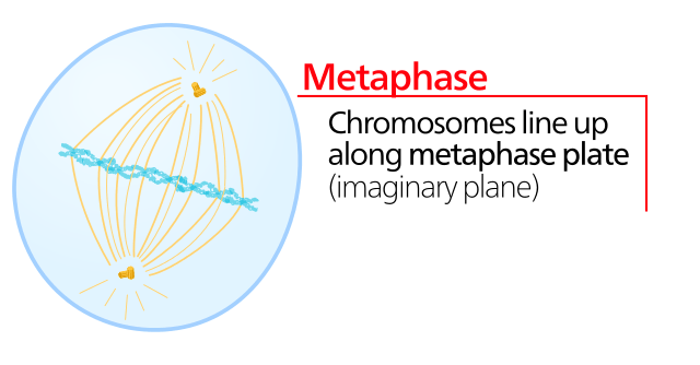 During metaphase, chromosomes line up along the metaphase plate.
