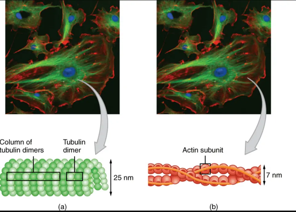 Microtubules are three times bigger in diameter than their microfilament counterparts.