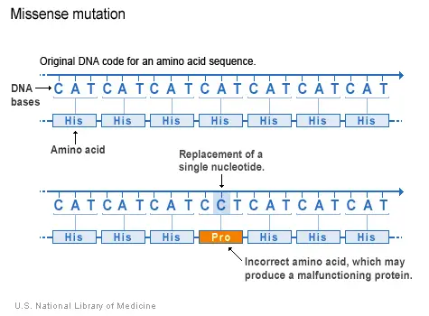 Missense mutation in which an incorrect amino acid is produced. This mutation may produce a malfunctioning protein.