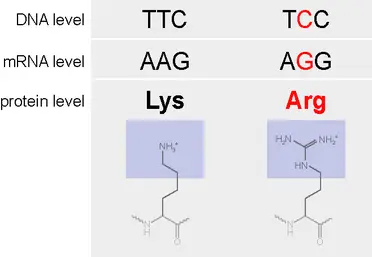 The DNA sequence TTC is transcribed to codon AAG, which is translated to the amino acid Lys. When mutated, TTC becomes TCC. This is transcribed to AGG and translated to Arg.