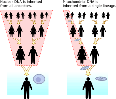 Nuclear DNA is inherited from all ancestors, but mitochondrial DNA is inherited from a single lineage. It is passed down through women.