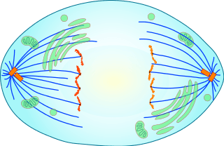 This is an image of a cell in anaphase of mitosis.