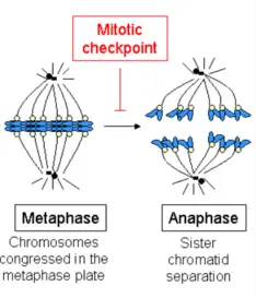 Chromosomes line up on the metaphase plate in the center of the cell. The cell then passes through the mitotic checkpoint. Afterwards, the cell enters anaphase, where the sister chromatids are separated.